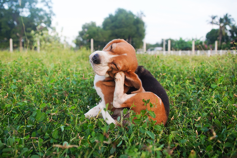 A tricolor Beagle sits in a green grassy field, tilting its head with closed eyes while using its hind leg to vigorously scratch its ear, indicating potential allergies, fleas, or an ear infection.