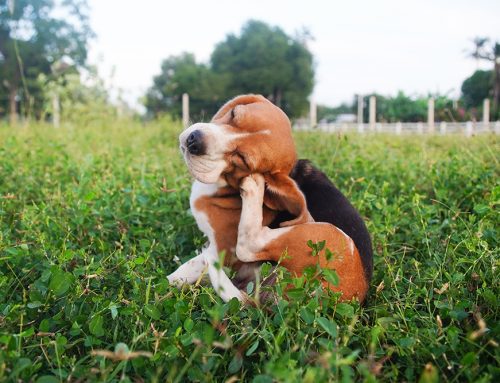 Why Does My Pet Keep Licking, Scratching, or Losing Fur?