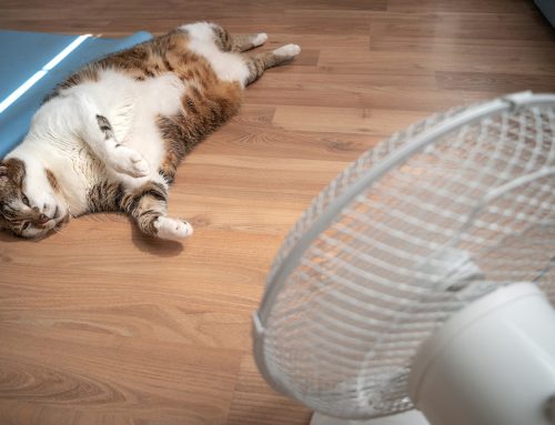 How Do You Cool an Overheating Pet the Right Way?