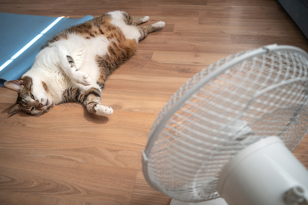 An overweight tabby and white cat stretches out on its back on a laminate wood floor, resting near a blue yoga mat while facing a white electric floor fan blowing cool air to stay comfortable in the heat.