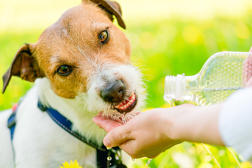 A close-up shot of a small scruffy Jack Russell Terrier eagerly lapping up water being poured from a plastic bottle directly into its owner's cupped hand in a sunny green field.