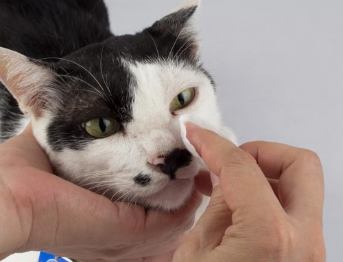 Is Your Pet’s Watery or Cloudy Eye Something to Worry About?
