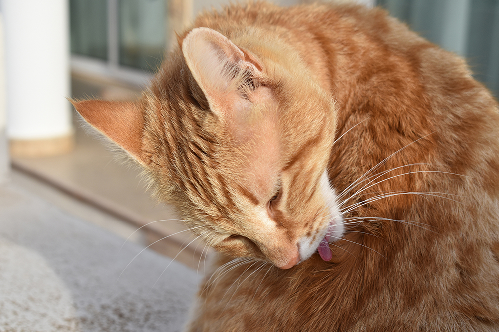 A close-up shot of an orange tabby cat sitting outdoors, bending its head down with its pink tongue visible as it meticulously licks and grooms its thick orange fur.