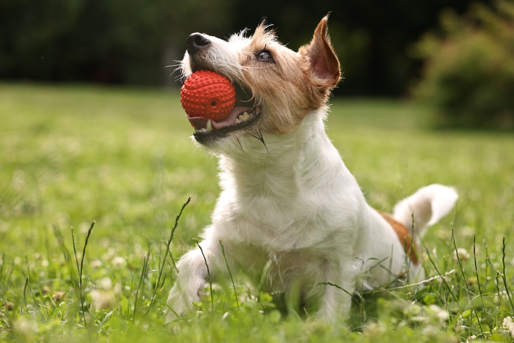 A small brown and white dog standing on green grass, holding a red textured ball in its mouth and looking upward outdoors.