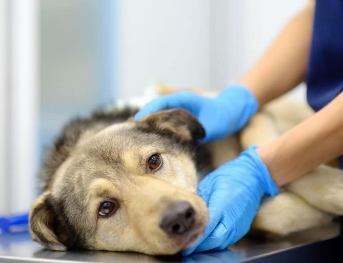 Why Are My Pet’s Lymph Nodes Enlarged? A Veterinary Guide