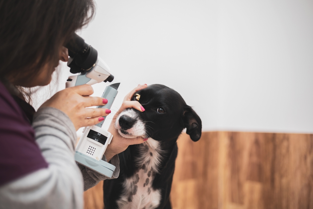 Close-up of a dog with excessive eye tearing, showing watery eyes that may indicate irritation, allergies, or an underlying eye condition.
